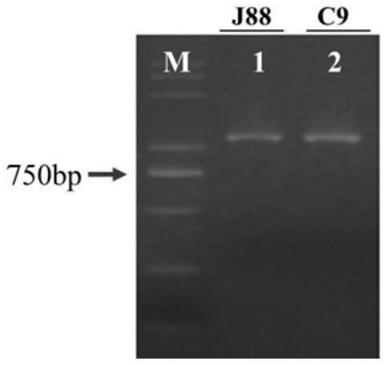 水稻OsIDEF1基因強抗逆基因型分子標記及其應用
